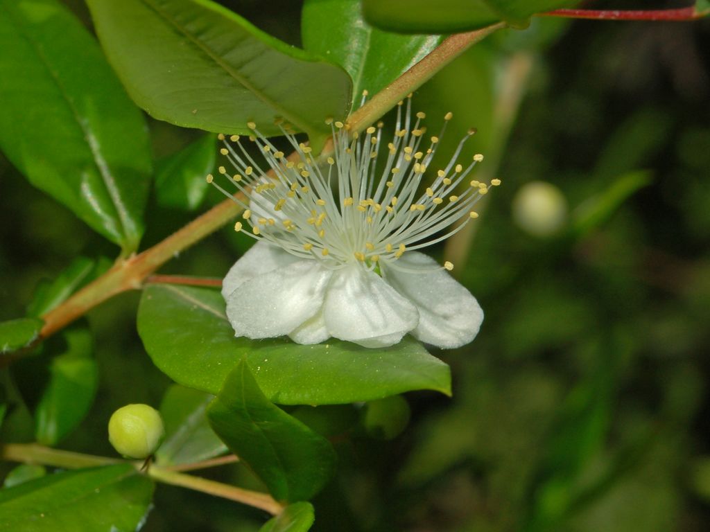 Myrtus communis / Mirto